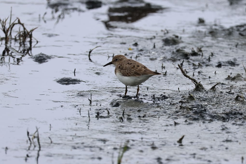 Temminck's Stint